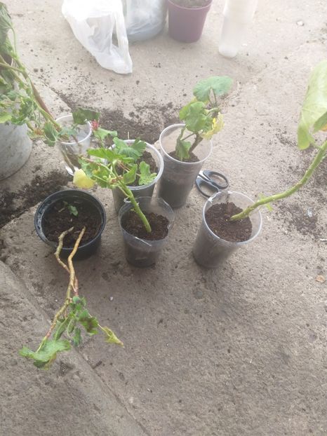  - Muscate colectie primite cadou