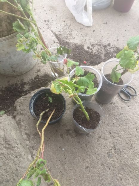  - Muscate colectie primite cadou