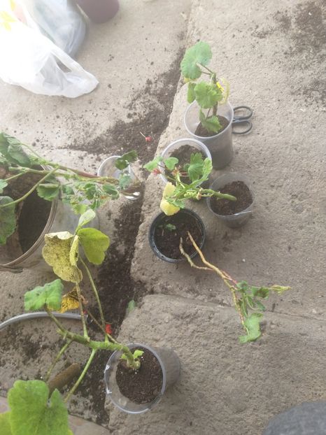  - Muscate colectie primite cadou