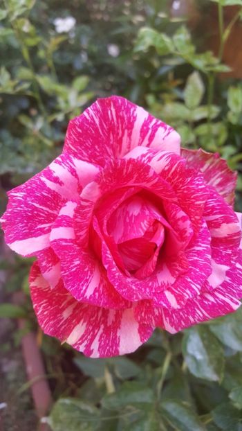 Pink Intuition - Lastari trandafiri