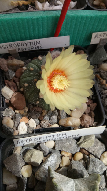 15.05.2020 - Astrophytum asterias