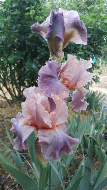 Pond Lilly - Irisi 2020