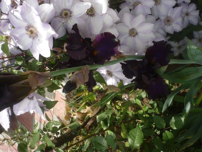 P1430996 - GRADINA 2020