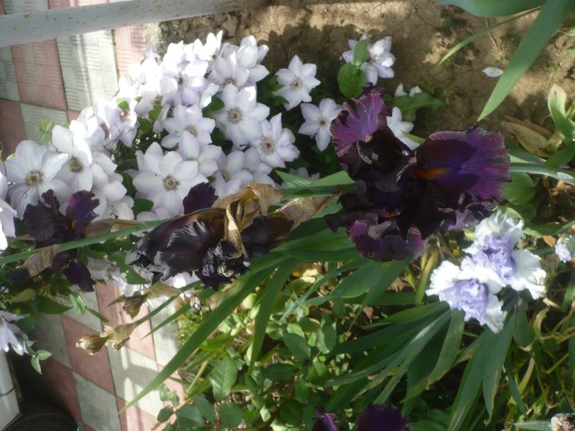 P1430997 - GRADINA 2020