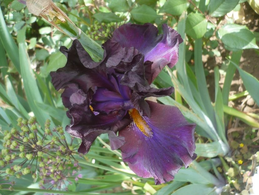 P1430998 - GRADINA 2020