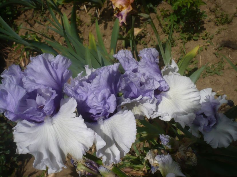 P1430999 - GRADINA 2020