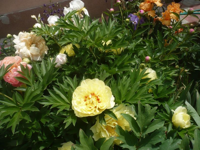 P1440003 - GRADINA 2020