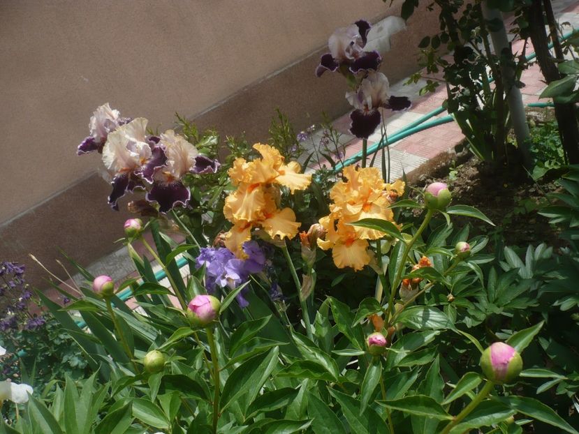 P1440004 - GRADINA 2020