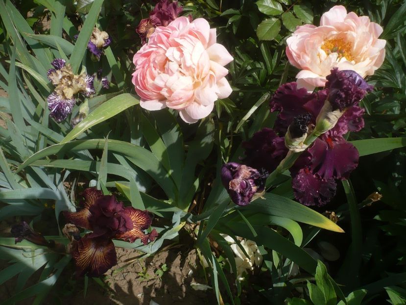 P1440005 - GRADINA 2020