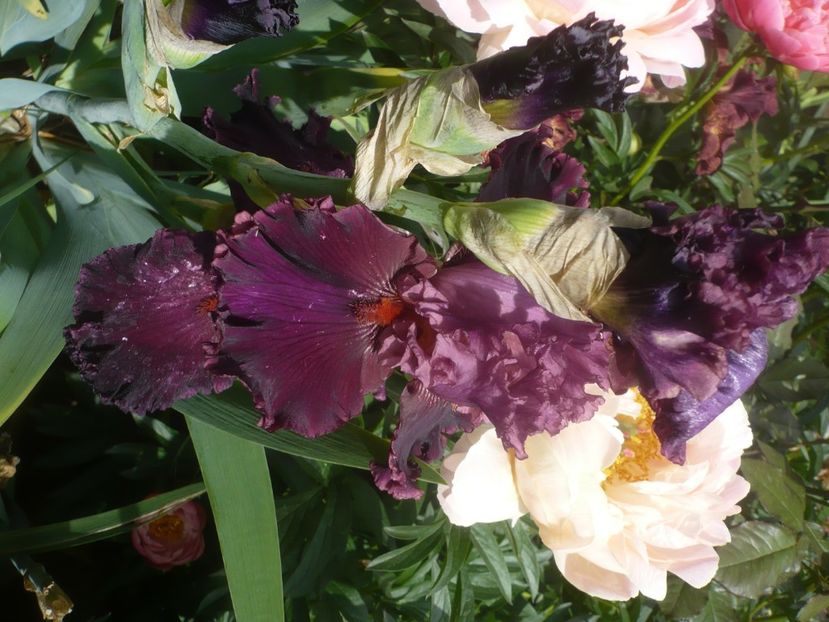 P1440006 - GRADINA 2020