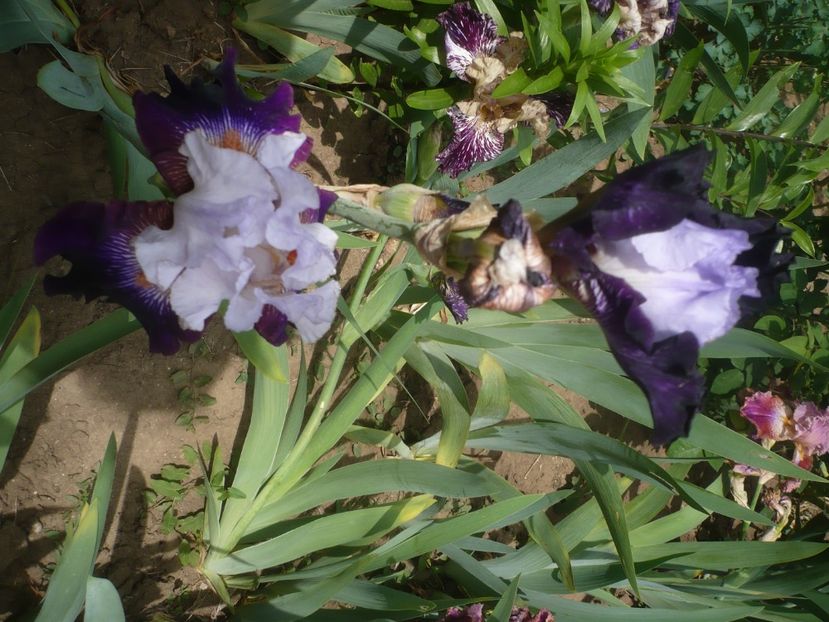 P1440012 - GRADINA 2020