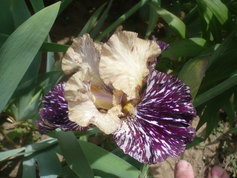 P1440014 - GRADINA 2020