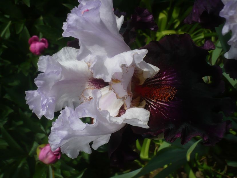 P1440016 - GRADINA 2020