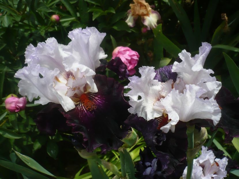 P1440017 - GRADINA 2020