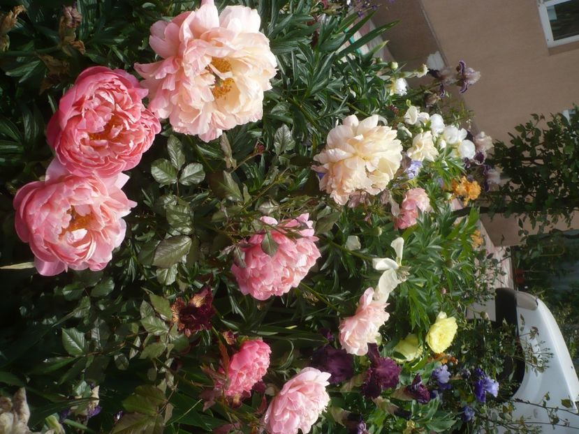 P1440018 - GRADINA 2020