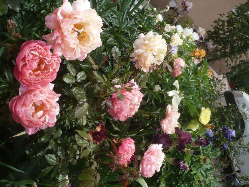 P1440019 - GRADINA 2020