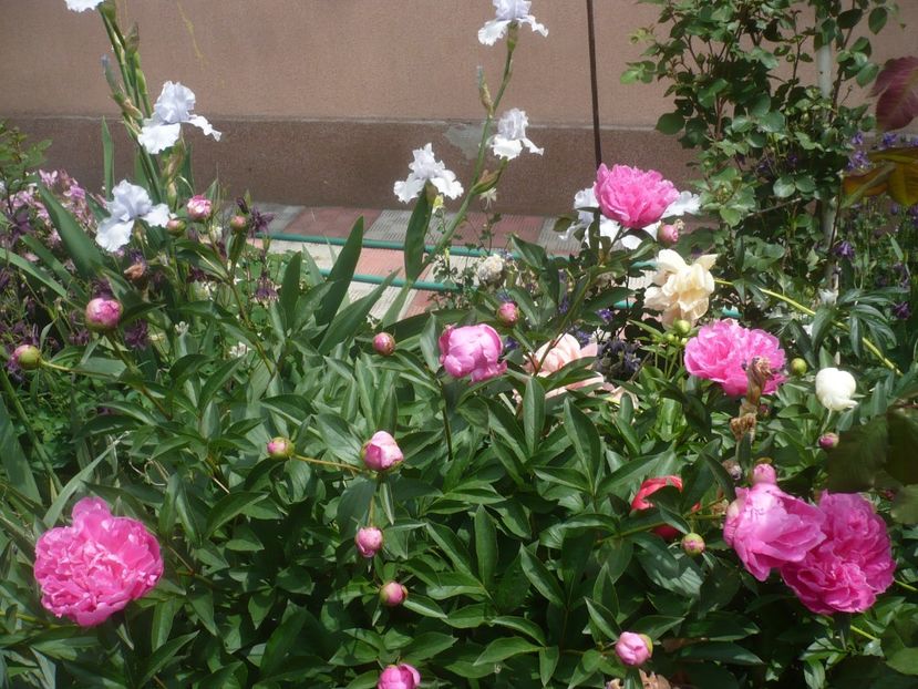 P1440020 - GRADINA 2020