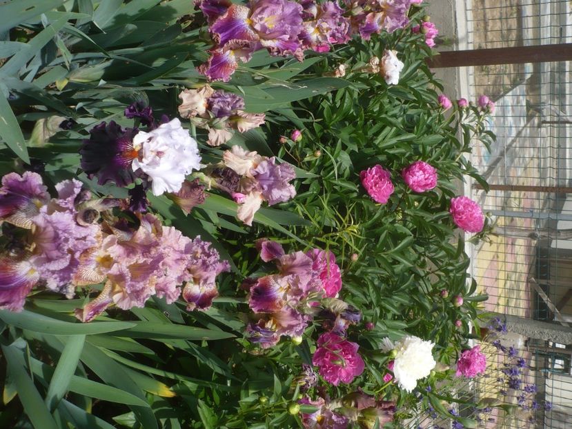 P1440021 - GRADINA 2020