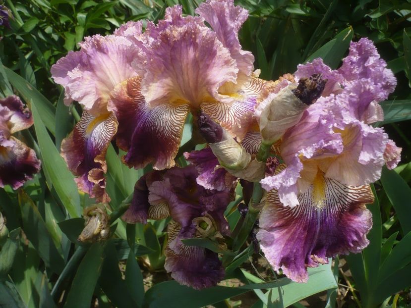 P1440022 - GRADINA 2020