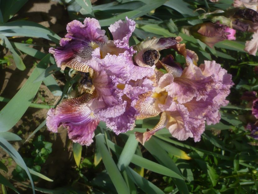 P1440023 - GRADINA 2020