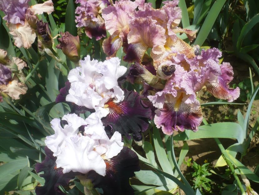 P1440024 - GRADINA 2020