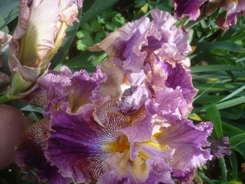 P1440026 - GRADINA 2020