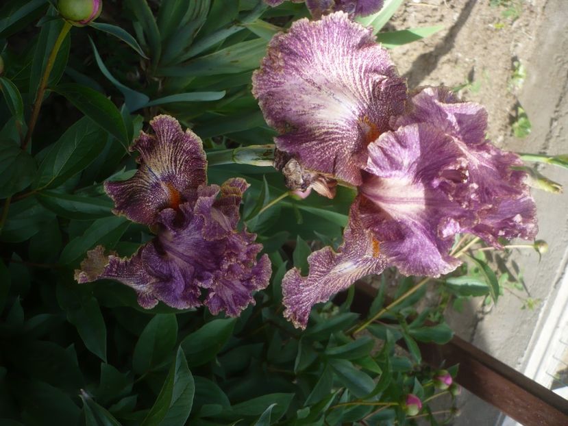 P1430927 - GRADINA 2020