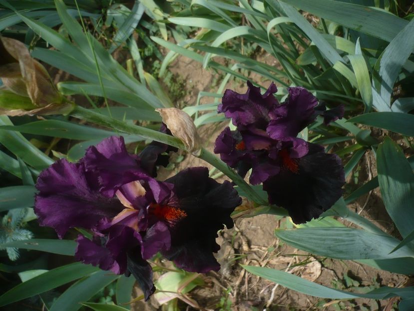 P1440028 - GRADINA 2020