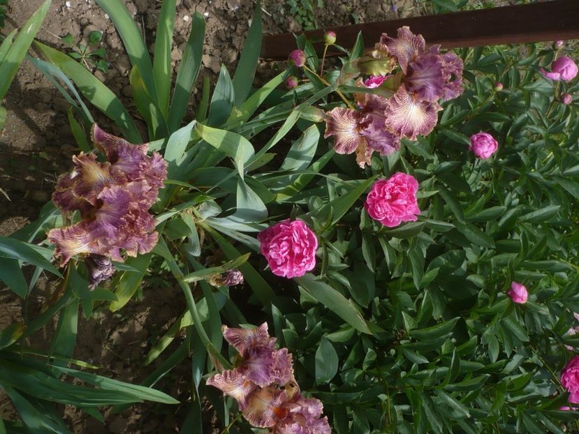 P1440031 - GRADINA 2020