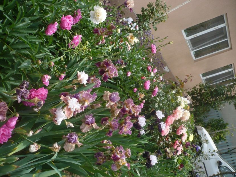 P1440032 - GRADINA 2020