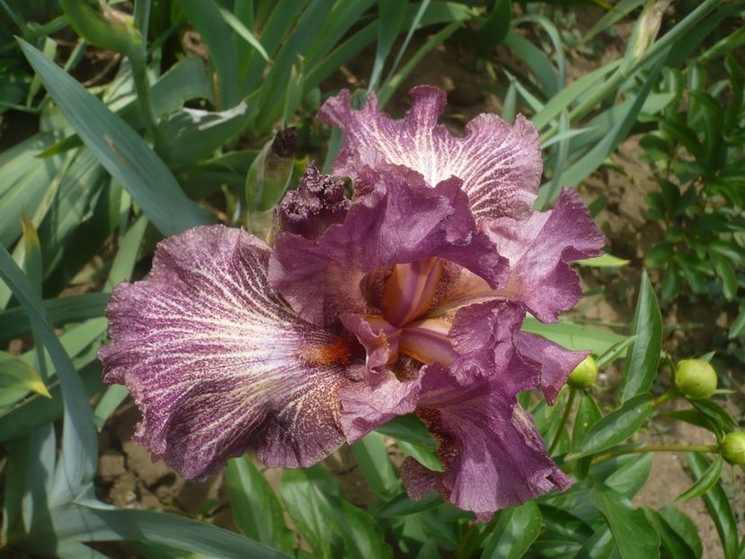 P1440034 - GRADINA 2020