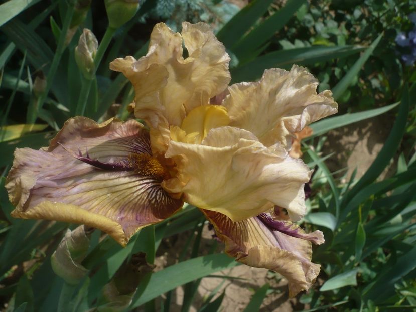 P1440035 - GRADINA 2020