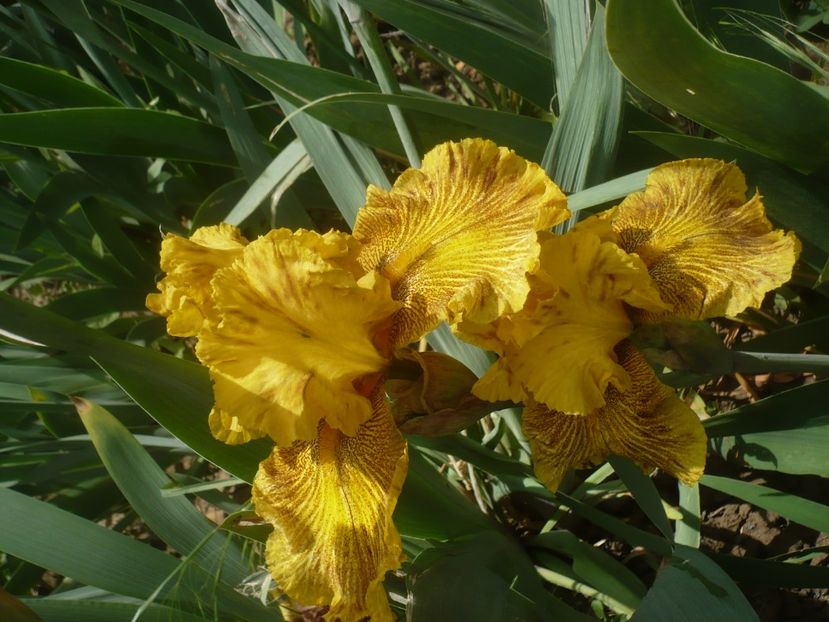 P1440039 - GRADINA 2020