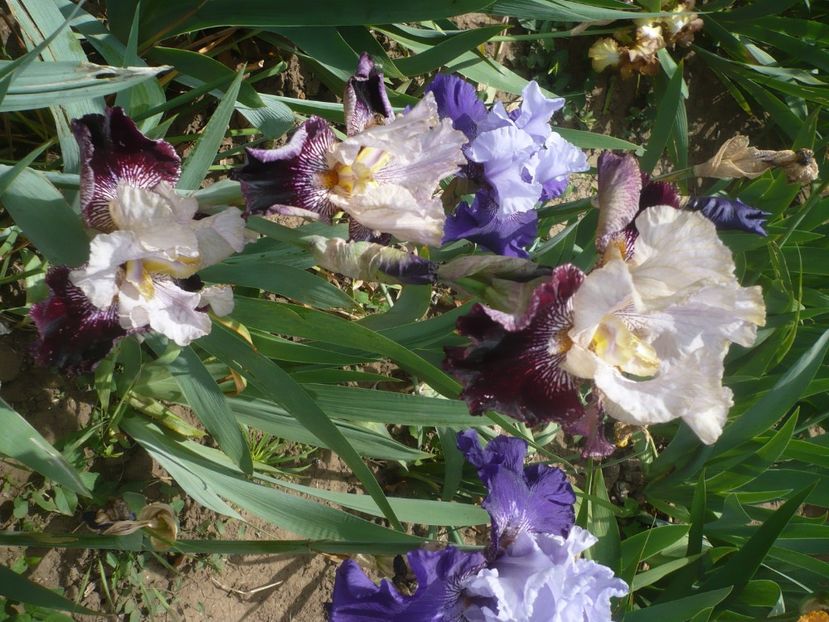 P1440041 - GRADINA 2020