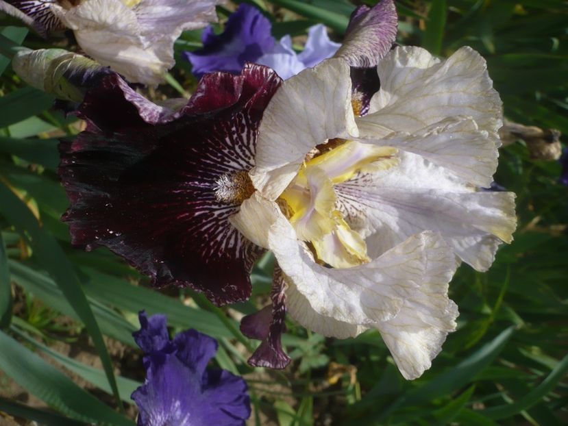 P1440042 - GRADINA 2020