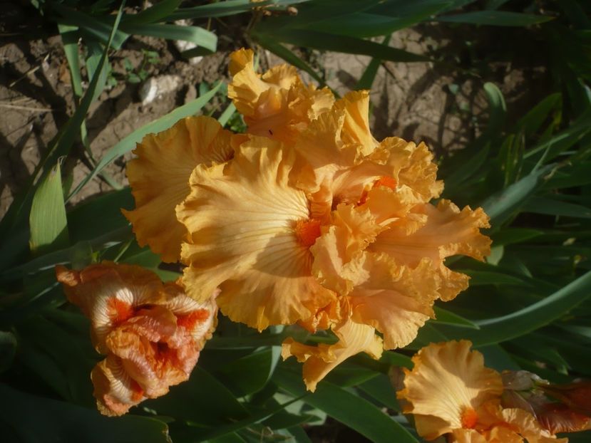 P1440044 - GRADINA 2020