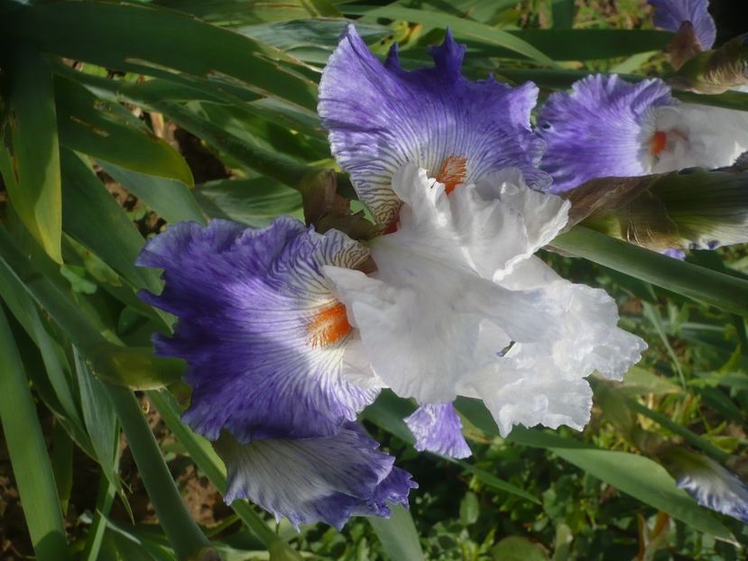 P1440053 - GRADINA 2020