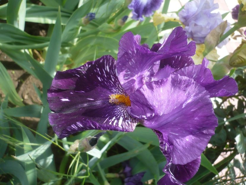 P1440063 - GRADINA 2020