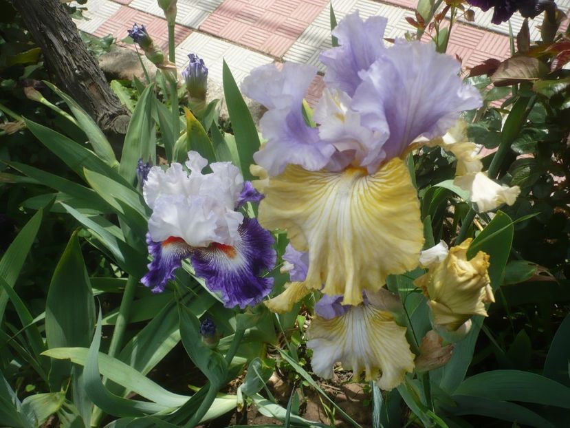 P1440064 - GRADINA 2020