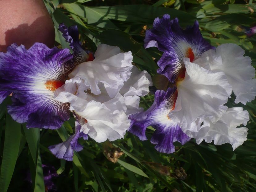 P1440065 - GRADINA 2020