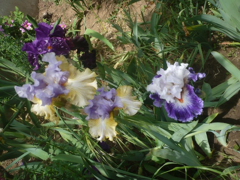 P1440066 - GRADINA 2020