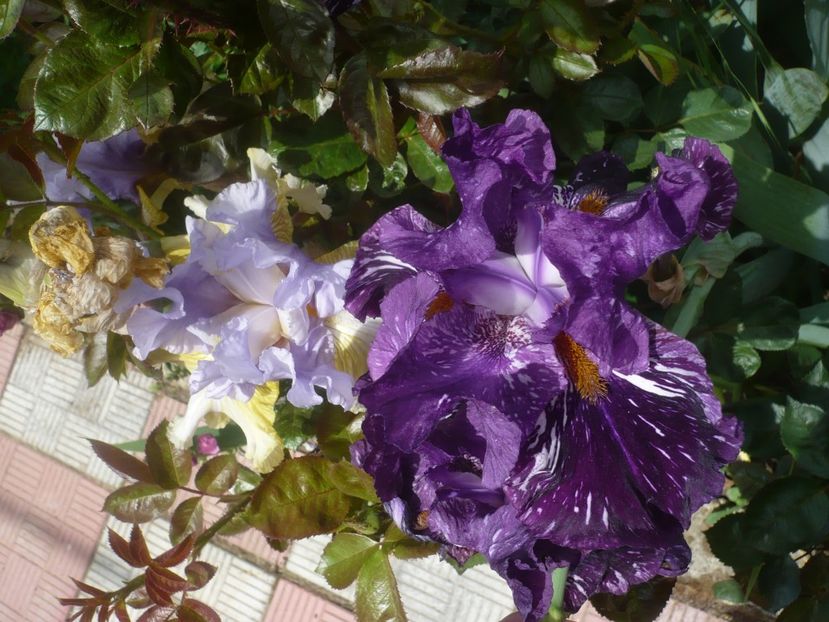 P1440067 - GRADINA 2020