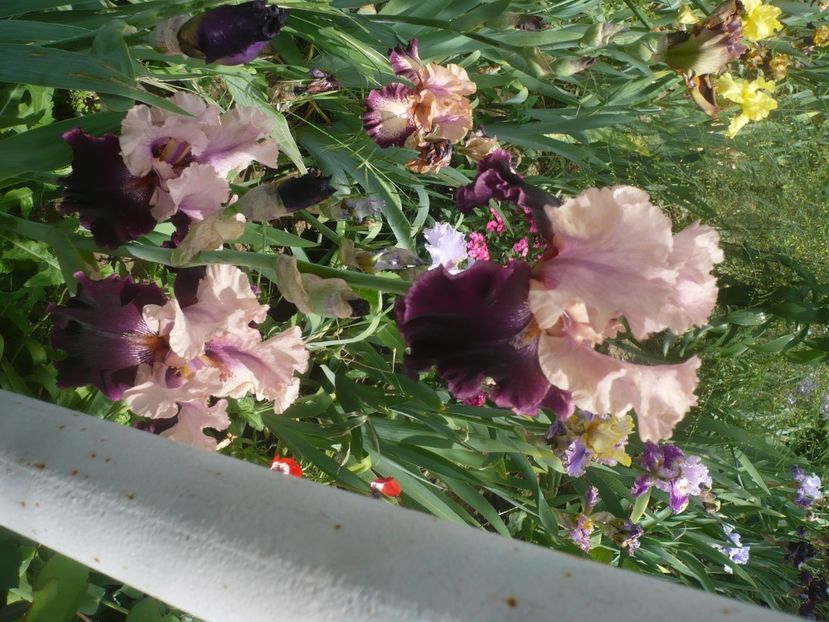 P1440068 - GRADINA 2020