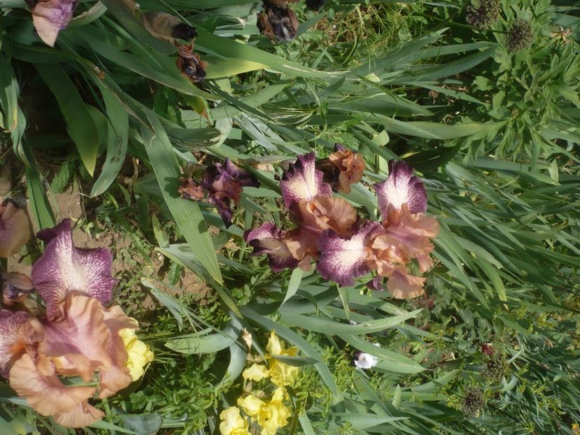 P1440071 - GRADINA 2020