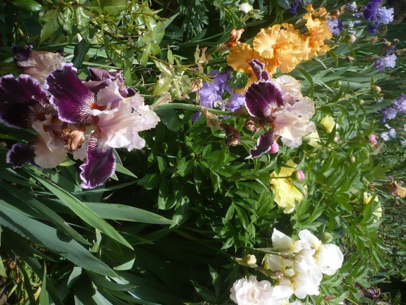 P1440073 - GRADINA 2020