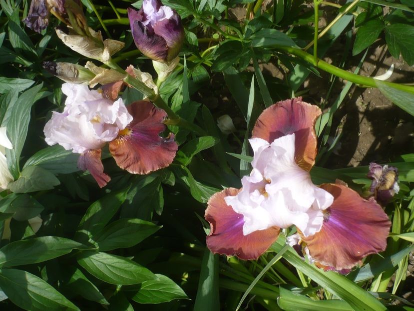 P1440074 - GRADINA 2020