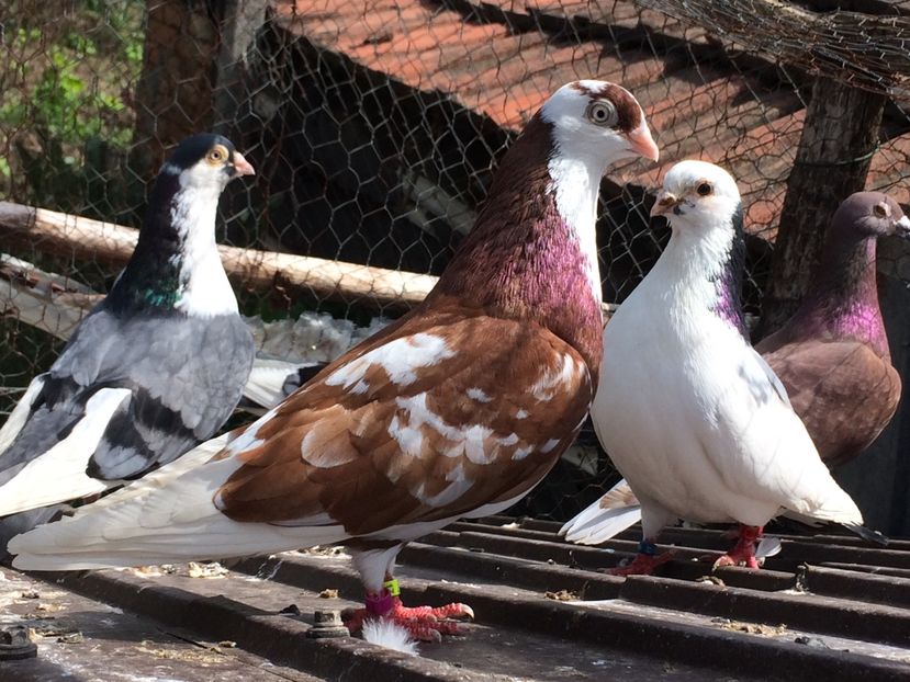 Mascul 2019 - De prin volieră