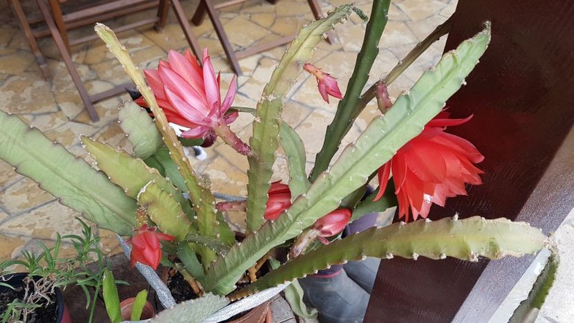 Anul asta sunt harnic! - Epiphyllum