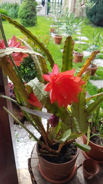  - Epiphyllum