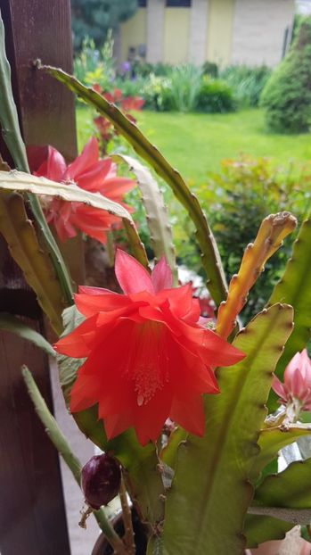  - Epiphyllum